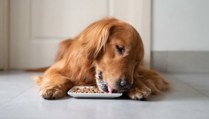 6 types of dog foods that pet owners should know about