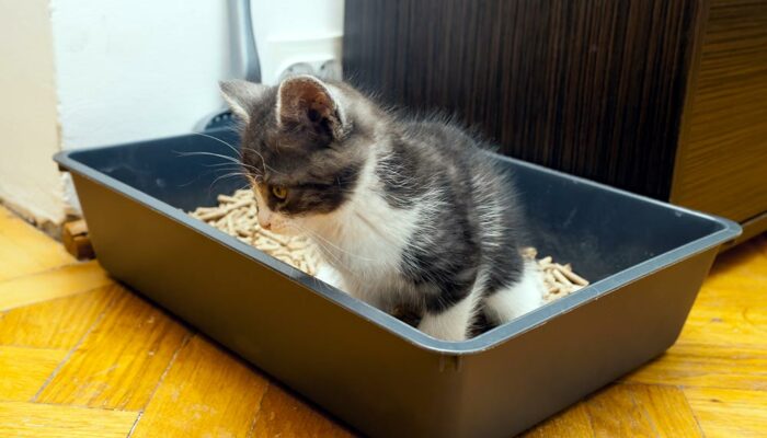 8 essential tips for successfully toilet training cats