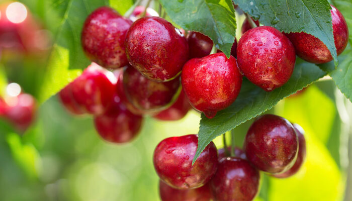 10 common human foods that are unsafe for dogs