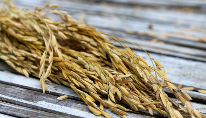 Foods to eat and avoid to manage geographic atrophy