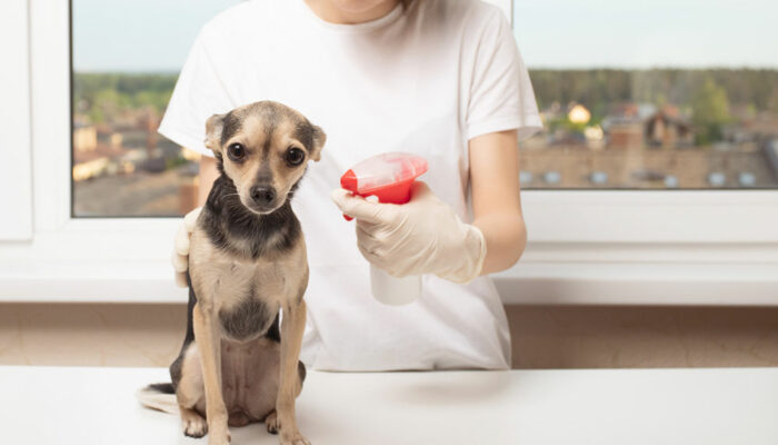 7 kitchen ingredients to effectively fight fleas on dogs