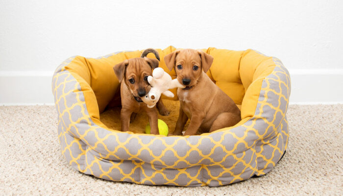 9 benefits of getting dogs a good bed