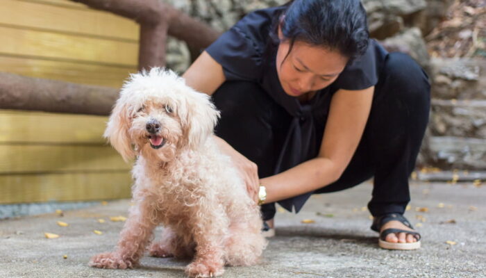 9 ways to relieve and prevent flea and tick infestations in dogs